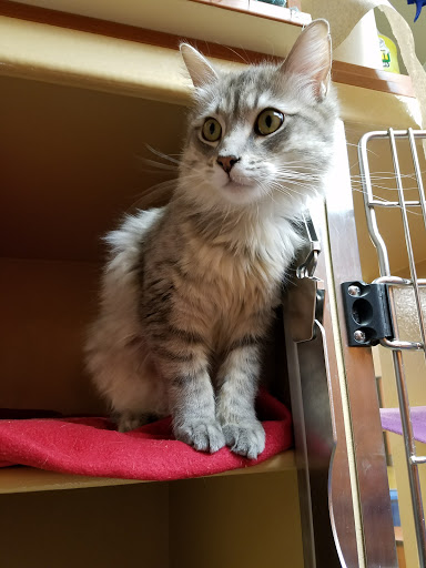 Pet Supply Store «PetSmart», reviews and photos, 2730 Pacific Coast Hwy, Torrance, CA 90505, USA