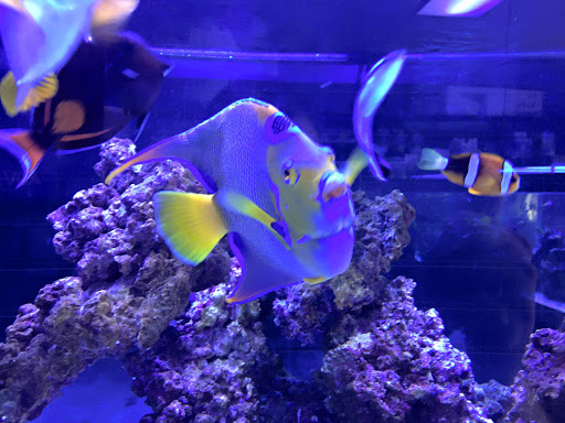 Tropical Fish Store «Reef Oasis», reviews and photos, 7669 Mentor Ave, Mentor, OH 44060, USA