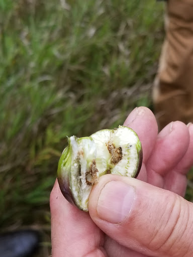 History Museum «Forest History Center», reviews and photos, 2609 Co Rd 76, Grand Rapids, MN 55744, USA