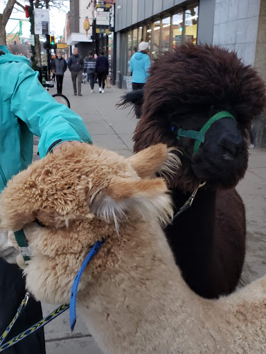 Toy Store «Great Rocky Mountain Toy Co», reviews and photos, 111 E Main St, Bozeman, MT 59715, USA