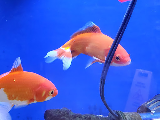 Pet Store «Super Pets», reviews and photos, 1807 E Chapman Ave, Orange, CA 92867, USA