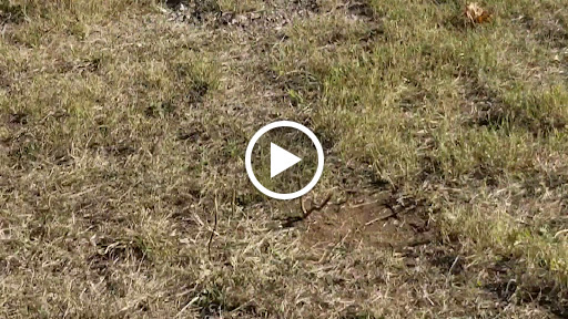 Museum «Texas Military Forces Museum», reviews and photos, 2200 W 35th St, Austin, TX 78703, USA