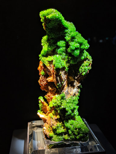 Natural History Museum «Yale Peabody Museum of Natural History», reviews and photos, 170 Whitney Ave, New Haven, CT 06511, USA