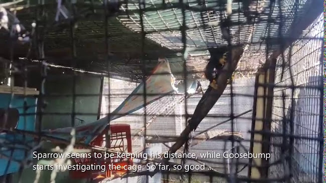 WPS Care & Rescue (World Primate Sanctuary) - Association