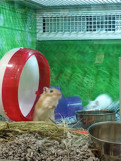 Pet Supply Store «PetSmart», reviews and photos, 5650 Mercury Dr, Dearborn, MI 48126, USA