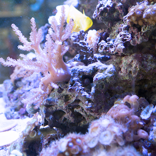 Tropical Fish Store «C K Fish World», reviews and photos, 410 N Azusa Ave, West Covina, CA 91791, USA