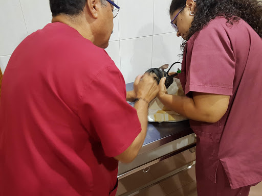 Clínica Veterinaria Don Gato
