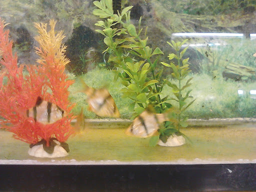 Pet Supply Store «Rutser Pet Store», reviews and photos, 5418 E Beverly Blvd, East Los Angeles, CA 90022, USA