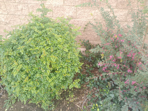 Florist «Secret Garden Florist», reviews and photos, 6076 Lincoln Ave, Cypress, CA 90630, USA