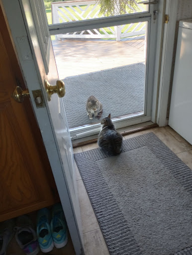 Cannonsville Critters Adoption Room - Greenville