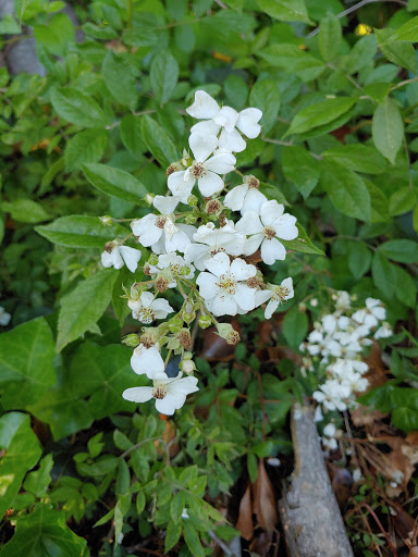 Park «Christopher Morley Park», reviews and photos, 500 Searingtown Rd N, Roslyn, NY 11576, USA