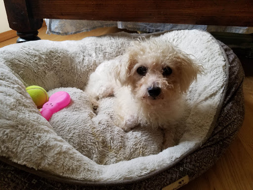 Pet Store «Pet Supermarket, Inc.», reviews and photos, 1938 FL-44 #40, New Smyrna Beach, FL 32168, USA