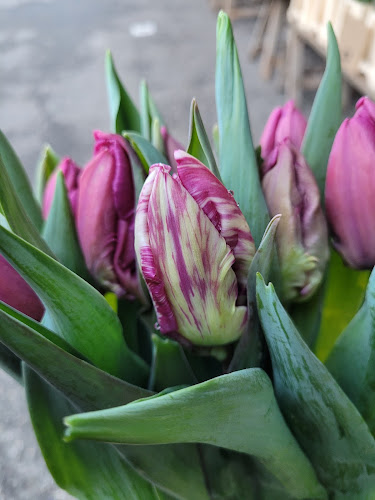 Taverney fleurs