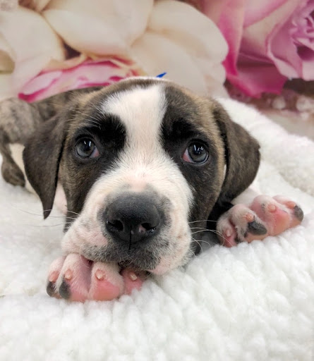 Pet Store «Happiness Is Pets Vi», reviews and photos, 616 E Roosevelt Rd, Lombard, IL 60148, USA