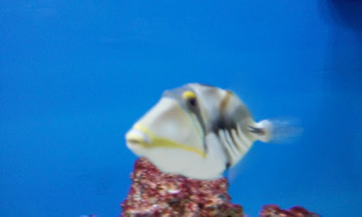 Pet Supply Store «Petco Animal Supplies», reviews and photos, 1520 Military Rd #130, Niagara Falls, NY 14304, USA