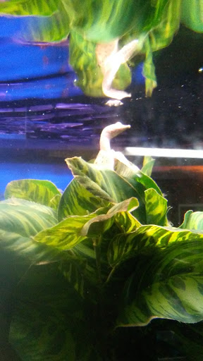 Aquarium «Crystal Reef Aquariums», reviews and photos, 311 Pass Rd, Gulfport, MS 39507, USA