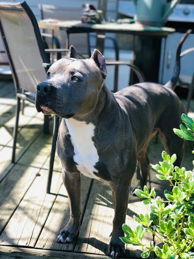 Pet Supply Store «Double M Feed Garden & Pet Supply», reviews and photos, 3212 W Esplanade Ave N, Metairie, LA 70002, USA