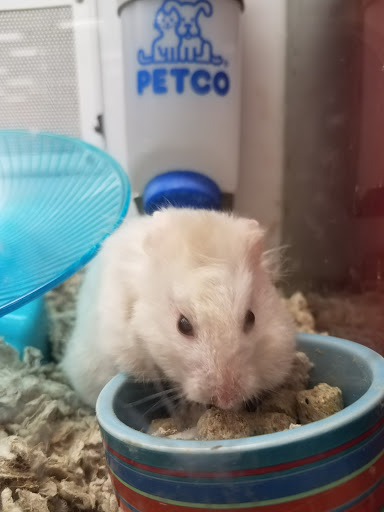 Pet Supply Store «Petco Animal Supplies», reviews and photos, 4209 Wheaton Way, Bremerton, WA 98310, USA