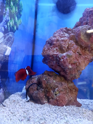 Pet Supply Store «Petco Animal Supplies», reviews and photos, 20825 I-30, Benton, AR 72015, USA