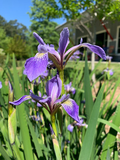 Art Center «Annmarie Sculpture Garden and Arts Center», reviews and photos, 13480 Dowell Rd, Dowell, MD 20629, USA