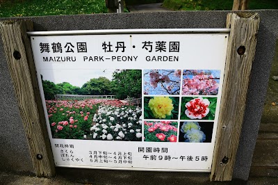 舞鶴公園 牡丹芍薬園