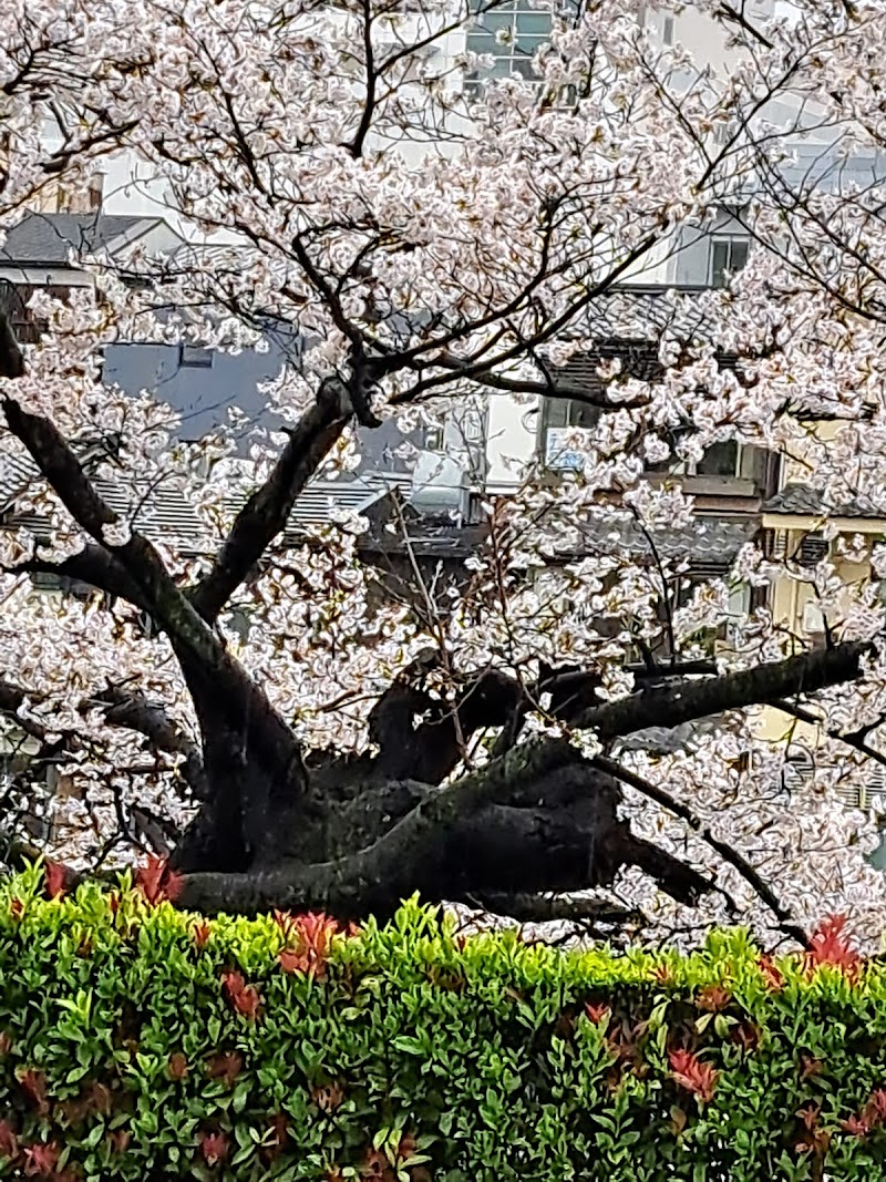 川端通りの桜並木