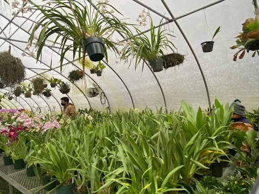 Florist «Floradise Orchids», reviews and photos, 19154 James Madison Hwy, Gordonsville, VA 22942, USA