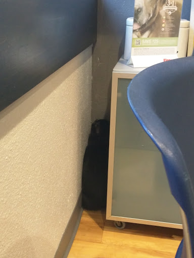 Cats & Dogs Animal Hospital image