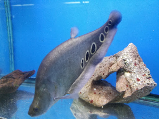 Pet Supply Store «PetSmart», reviews and photos, 1291 Churchmans Rd, Newark, DE 19713, USA