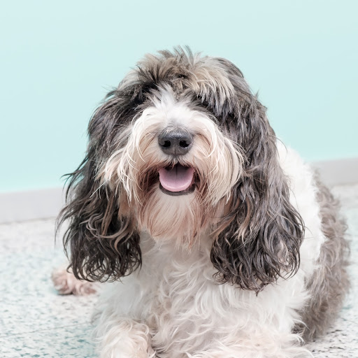 Day Hospital Vetersalud Segovia en Segovia