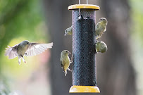 Wild Birds Unlimited - Photo 3 - Car repair in Reno, NV, Sparks