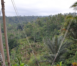 Song landak bali photo