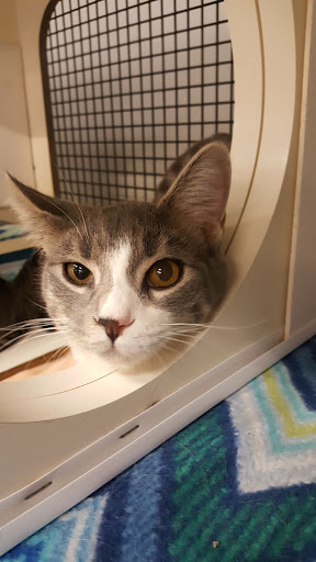 Pet Supply Store «Petco Animal Supplies», reviews and photos, 1014 Shoppes At Midway Dr, Knightdale, NC 27545, USA