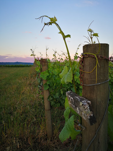 Winery «Patton Valley Vineyard», reviews and photos, 9449 SW Old Highway 47, Gaston, OR 97119, USA