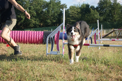 Educadog37 à Le Louroux