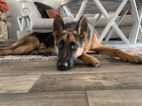 Motor City GSD