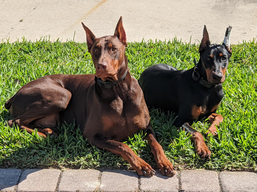 Withlacoochee Trail Animal Clinic image