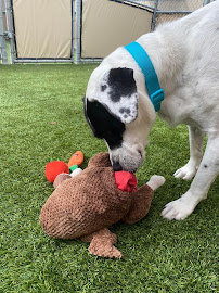 Camp Bow Wow - Photo 7 - Car repair in Riverview, FL, Brandon