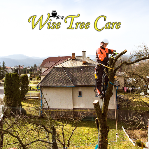 Annapolis Tree Service 3