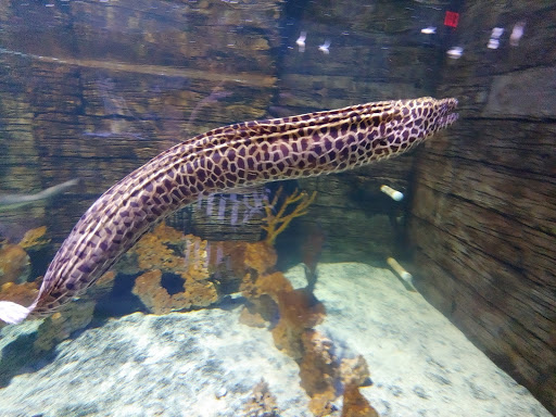 Aquarium Henderson