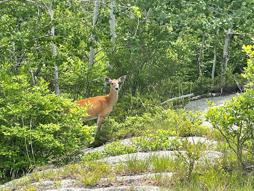 Park «Dater Mountain nature Park And Harriman State Park», reviews and photos, Johnsontown Rd, Sloatsburg, NY 10974, USA