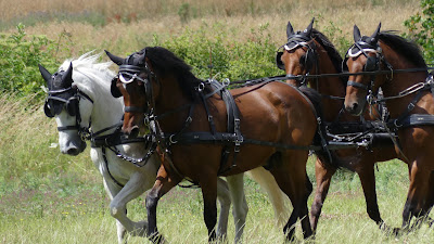 La Goufferie à Maillebois