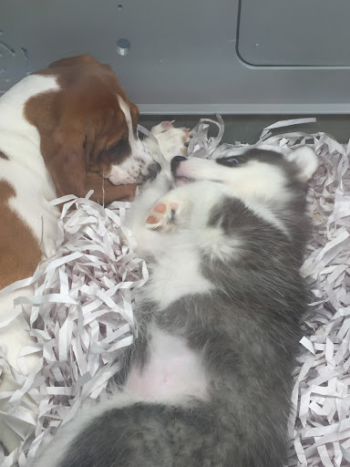 Pet Store «Pet-Go-Round», reviews and photos, 4554 VA-225, Virginia Beach, VA 23462, USA