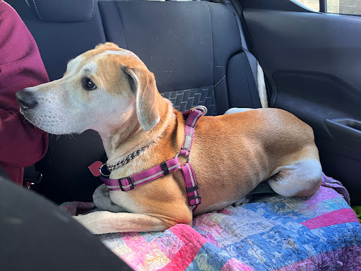 Tazewell Pike Animal Clinic