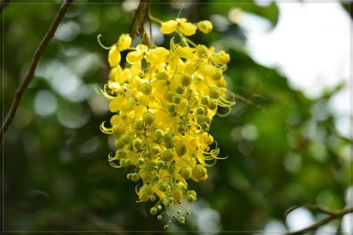 Gò Giồng Trôm