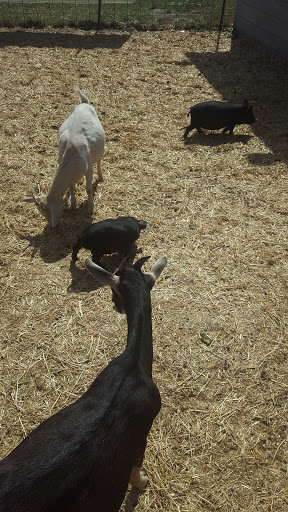 Farm «Bella Organic Farm», reviews and photos, 16205 NW Gillihan Rd, Portland, OR 97231, USA