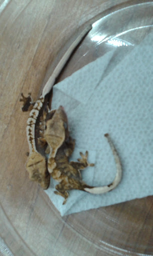 Pet Store «Tanks Pet Supply», reviews and photos, 628 S Main St, Princeton, IL 61356, USA