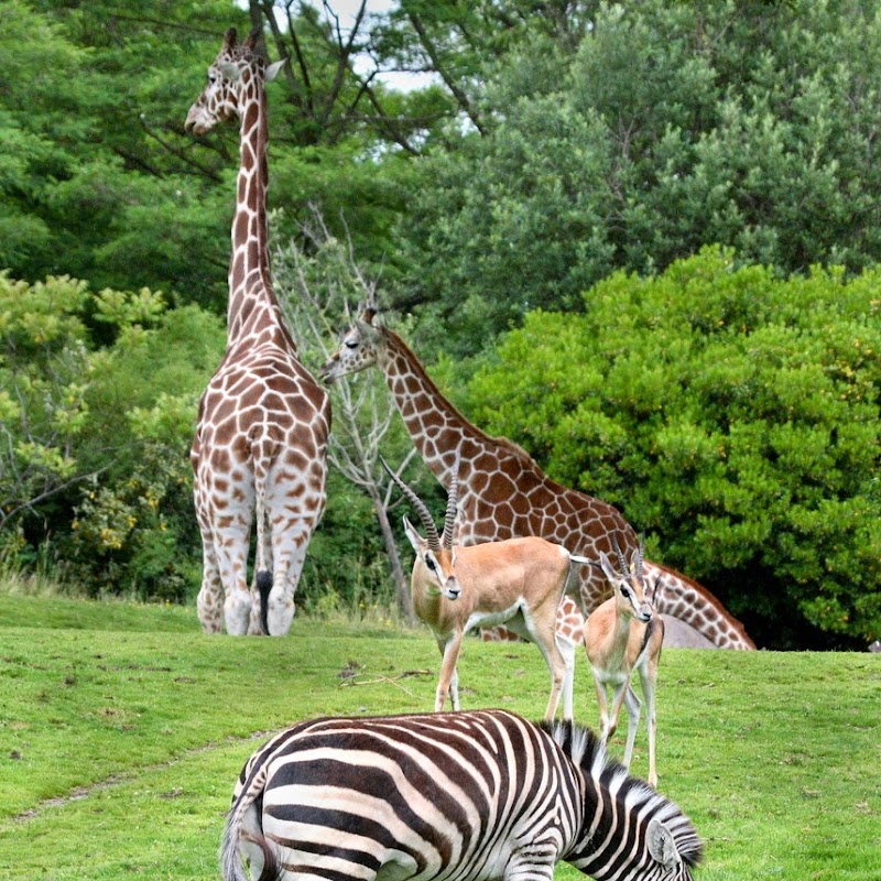 Woodland Park Zoo