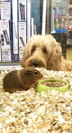 Pet Supply Store «Pet Supplies Plus», reviews and photos, 299 Roosevelt Rd, Glen Ellyn, IL 60137, USA