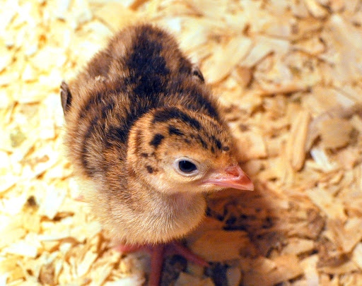 Animal Feed Store «Burns Feed Store», reviews and photos, 29215 SE Orient Dr, Gresham, OR 97080, USA